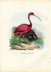 Rode Ibis, 1863-79